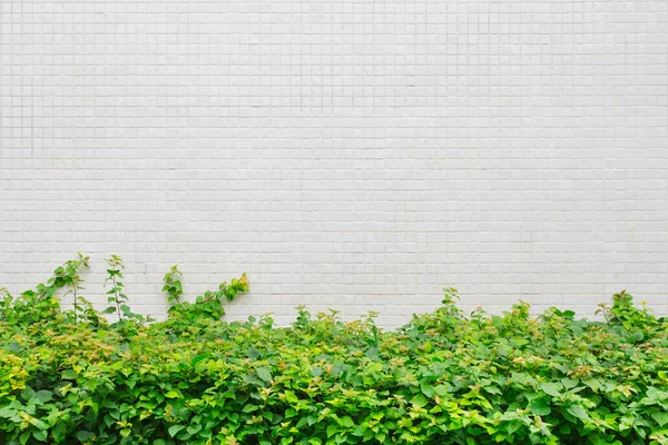 Planta verde con espacio de pared de mosaico blanco para texto . — Foto de Stock