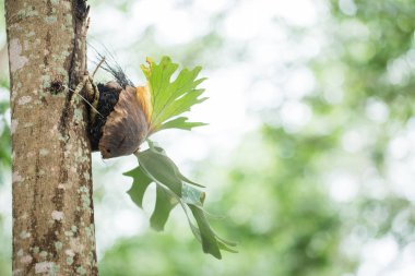 Fern, parazit, Platycerium Holttumii orman bitki ağaç ile eklemek.