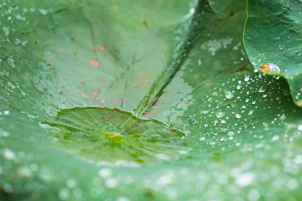 Gota de agua en la licencia de loto o almohadilla de lirio, naturaleza fresca — Foto de Stock