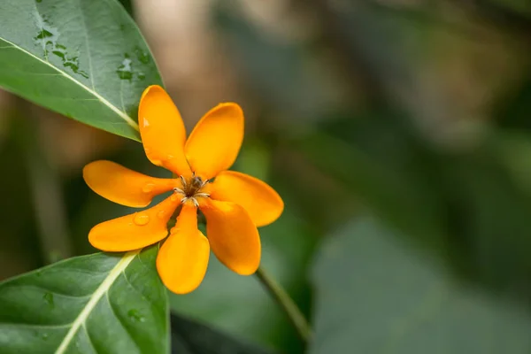 Gardenia d'oro, fiore di elica gialla in pianta naturale . — Foto Stock