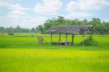 gökyüzü ile alan kırsal pirinç ve manzaralı Tayland bulut.