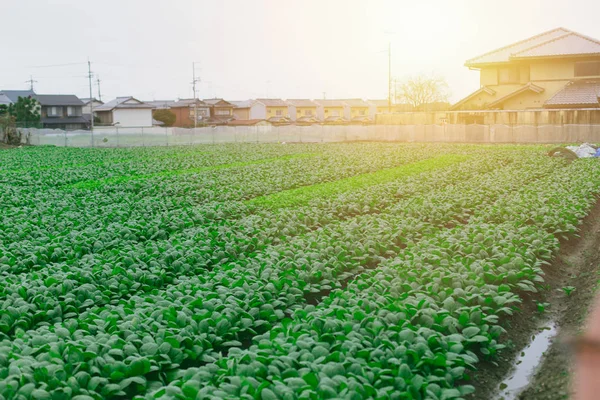 日本の田舎、ほうれん草工場農場で農業. — ストック写真