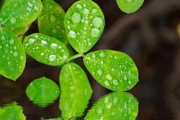 물 리플 반사와 물 방울으로 신선한 녹색 잎 — 스톡 사진