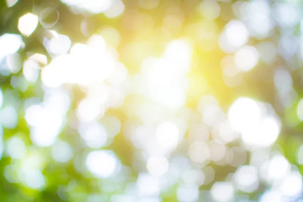 Bokeh groene natuur met ochtend licht voor de achtergrond vervagen. — Stockfoto