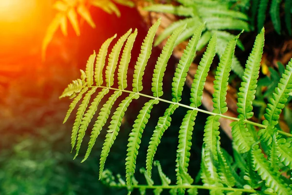 Yeşil doğa eğreltiotu güneş ışığı ile — Stok fotoğraf