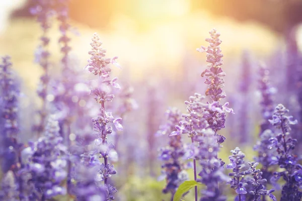 Красивый нежный цветок лаванды поле с солнечным светом фона . — стоковое фото