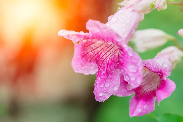 Beautiful pink flower with drop and morning light — Stock Photo, Image