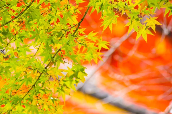 Beautiful Colorful Red Maple Leaf Vibrant Tree in Japan Travel Autumn — Stock Photo, Image