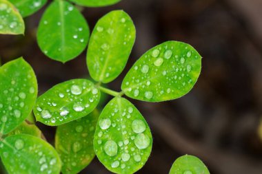 su damlası ile taze yeşil yaprak
