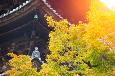 Japonya sonbaharın güzel akçaağaç yaprağı