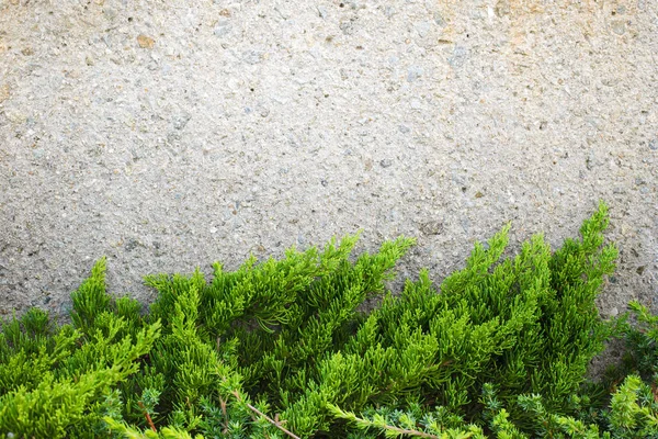 Hoja verde sobre fondo de piedra con espacio para texto —  Fotos de Stock