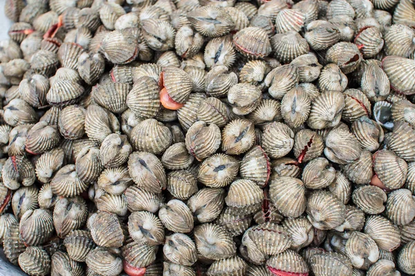 Fresh cockles or ark shell seafood — Stock Photo, Image