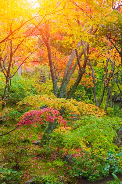 Japonya sonbaharın güzel akçaağaç yaprağı — Stok fotoğraf