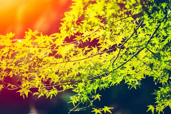 일본이 에서 아름 다운 단풍 잎 — 스톡 사진