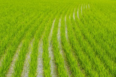 Su ıslak alan çizgi deseni tarım Tayland güzel yeşil pirinç.