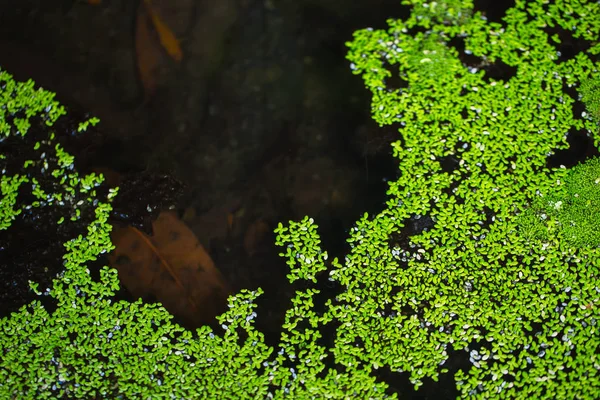 Água da lagoa da natureza com pato verde . — Fotografia de Stock