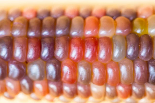 Closeup macro purple colors corn or Flint corn — Stock Photo, Image