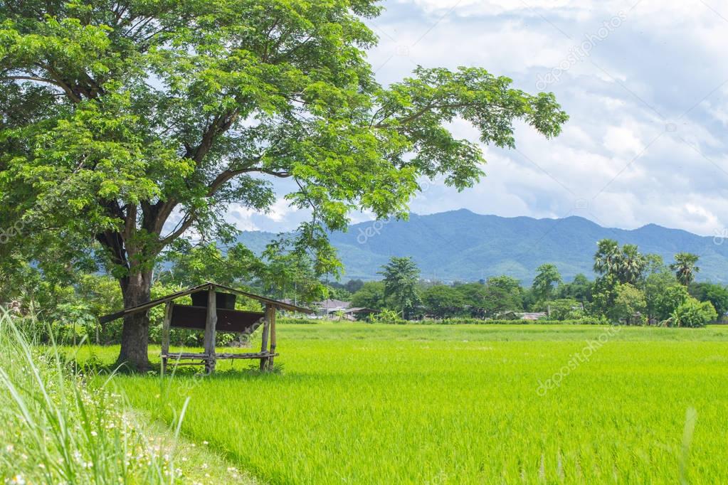 Imágenes: paisajes de campo hermosos | Campo hermoso arroz con cabaña y