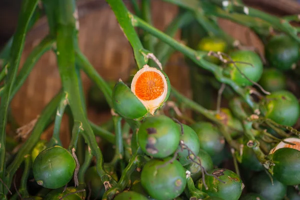 Venta de nueces frescas de Areca catechu o Areca en Tailandia rural . — Foto de Stock