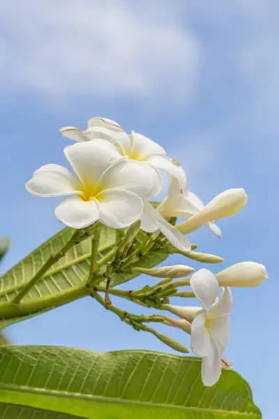 Bellissimo fiore di Plumeria con luce chiara nella giornata di sole . — Foto Stock