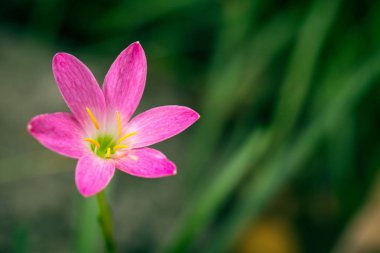 Zephyranthes Lily, yağmur Lily, peri Lily, küçük cadı veya doğa arka plan için pembe çiçek.