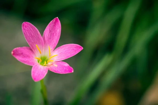 Zephyranthes Lily, yağmur Lily, peri Lily, küçük cadı veya doğa arka plan için pembe çiçek. — Stok fotoğraf