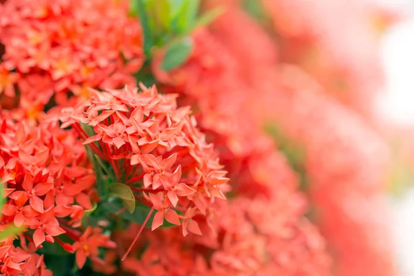 Red Ixora flower in Thailand — Stock Photo, Image