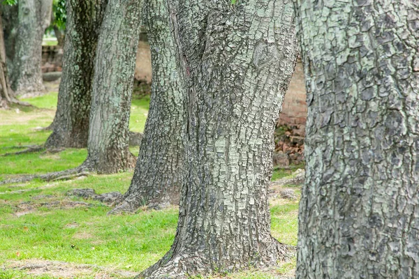 ツリーの行木材樹皮をクローズ アップ. — ストック写真