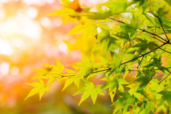 Beautiful Maple Green Leaf in Japan Autumn in the Morning Light for background. — Stock Photo, Image