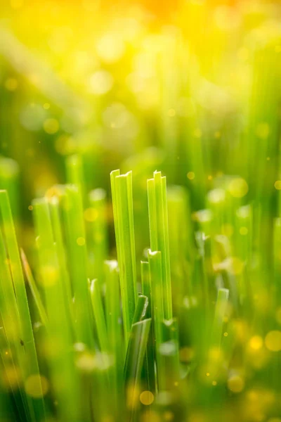 배경에 대 한 아침에 태양 조명 효과와 근접 촬영 녹색 잔디 초원. — 스톡 사진