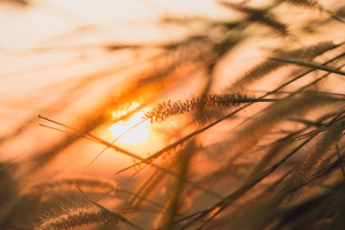 günbatımı kırsal Doğa Çim açık ile