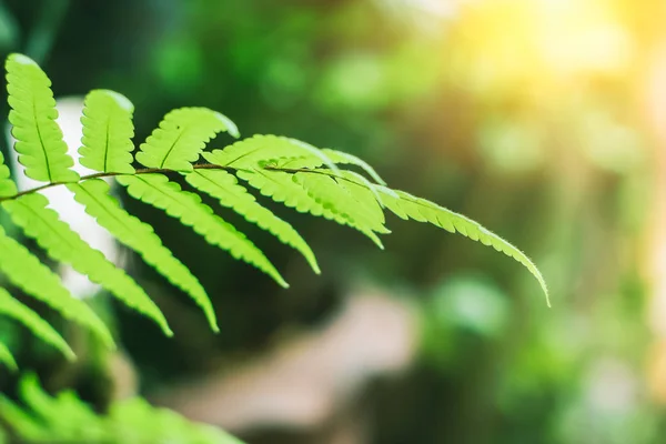 Ochtend groene natuur met fern blad in het bos — Stockfoto