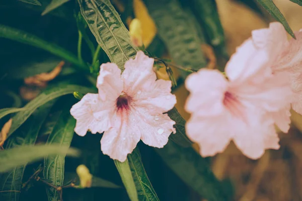 Pembe çiçek Retro vintage renk tonu — Stok fotoğraf