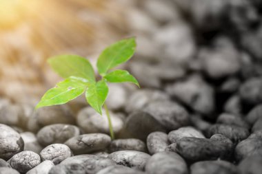 bitki fotosentez yeşil klorofil ve güneş ışığı arasında işlem tarafından parlayan