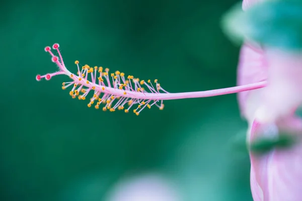 Pembe tatlı doğa polen ile güzel closeup makro bokeh arka plan bulanıklık. — Stok fotoğraf