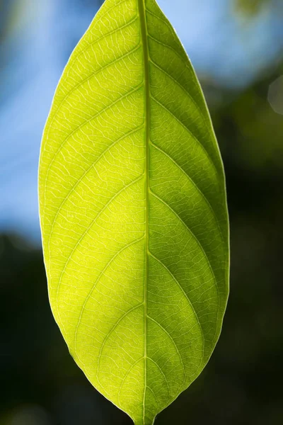 生態学の科学。クロロフィルと光合成のプロセス ツリーをクローズ アップ緑葉のテクスチャー — ストック写真