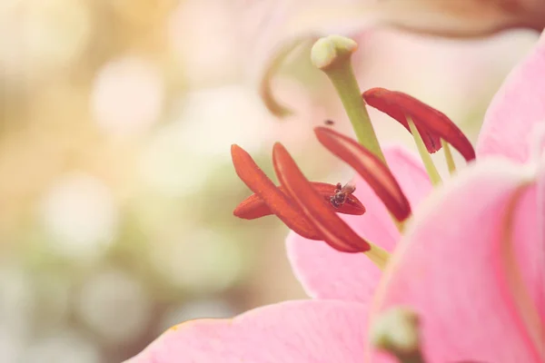 Rózsaszín édes természet virág pollen a szép closeup macro életlenítés háttér bokeh. — Stock Fotó