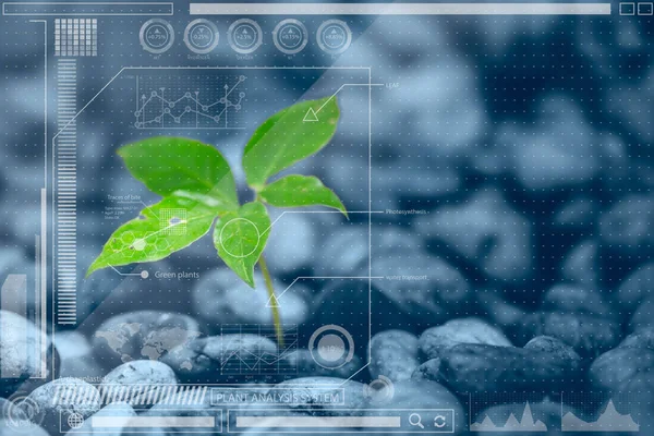 植物学信息技术或植物生物学分析。图表信息混合媒体 — 图库照片