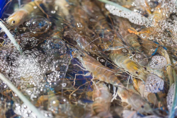 Camarones vivos frescos en oxígeno venta de agua de mar en el mercado de mariscos — Foto de Stock