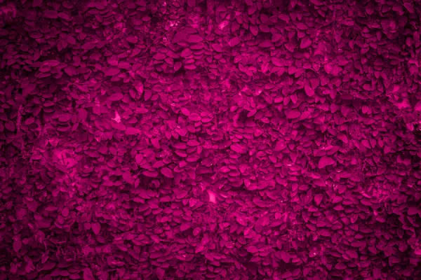 Me encanta el concepto de Valentín. Cubierta de hoja rosa en la pared para la naturaleza Fondo de fantasía . —  Fotos de Stock