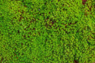 Yosun yeşili ekoloji doğa serin duygu arka plan