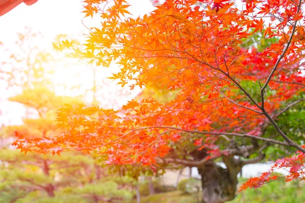 Sabah ışık sonbaharda Japonya güzel kırmızı akçaağaç yaprağı. — Stok fotoğraf