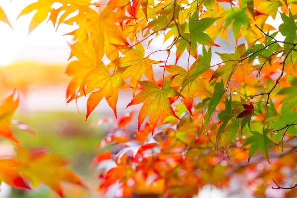 Όμορφο πολύχρωμο κόκκινο σφεντάμι φύλλο ζωντανό δέντρο στην Ιαπωνία ταξίδια φθινόπωρο σεζόν — Φωτογραφία Αρχείου