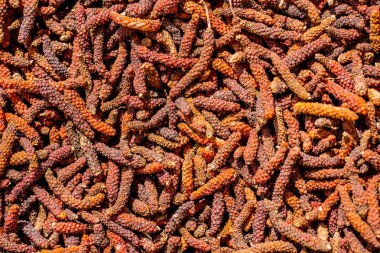 uzun kuru ot yemek aroması ve doğal tıp için biber.