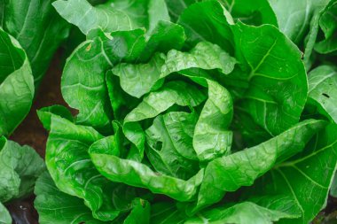 Çin lahanası bitkisel gıda taze yeşil bitki doğa.