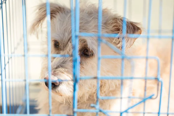 Жалкая собака в клетке — стоковое фото