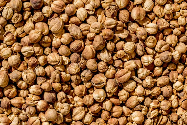 Siam Cardamomo hierba seca para el aroma de los alimentos y la medicina natural . —  Fotos de Stock