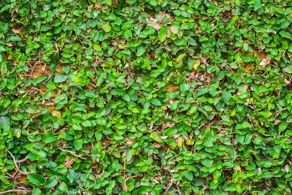 Grüne Mantel-Knopf Pflanze Abdeckung über Wand — Stockfoto