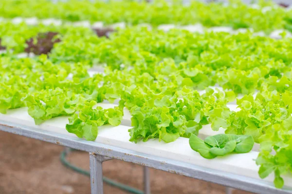 Makanan organik yang bersih. Green Oak Lettuce Hidroponik tanaman pertanian sayuran untuk kesehatan — Stok Foto