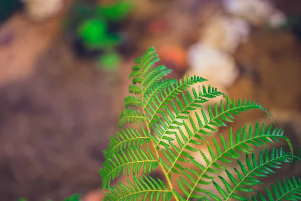 Ecologia verde, samambaia na floresta tropical para fundo — Fotografia de Stock